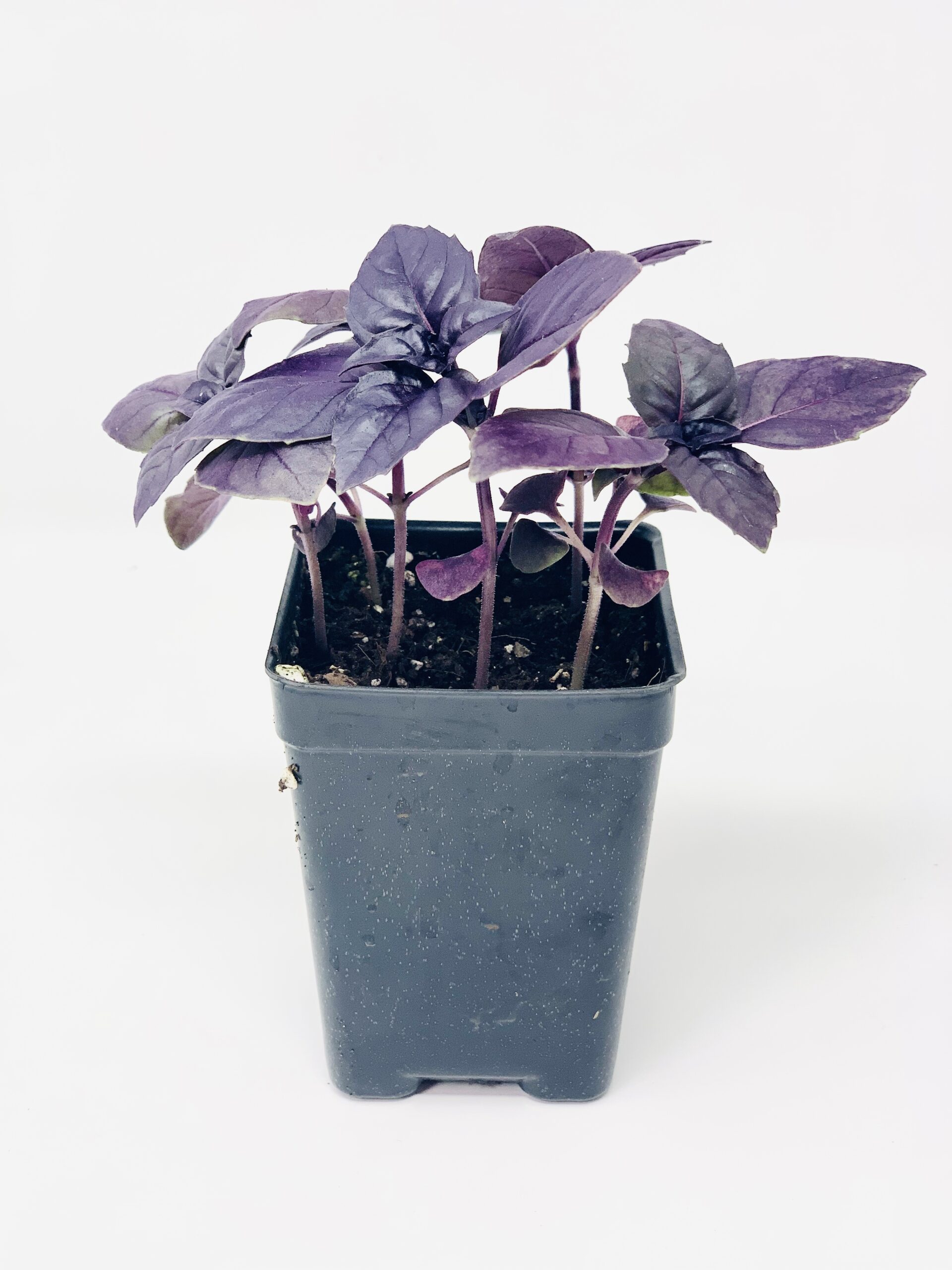Purple Basil