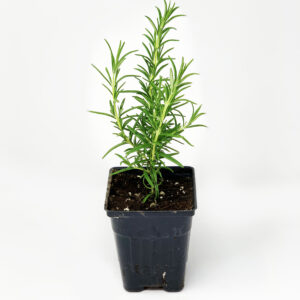 Romarin - Rosemary