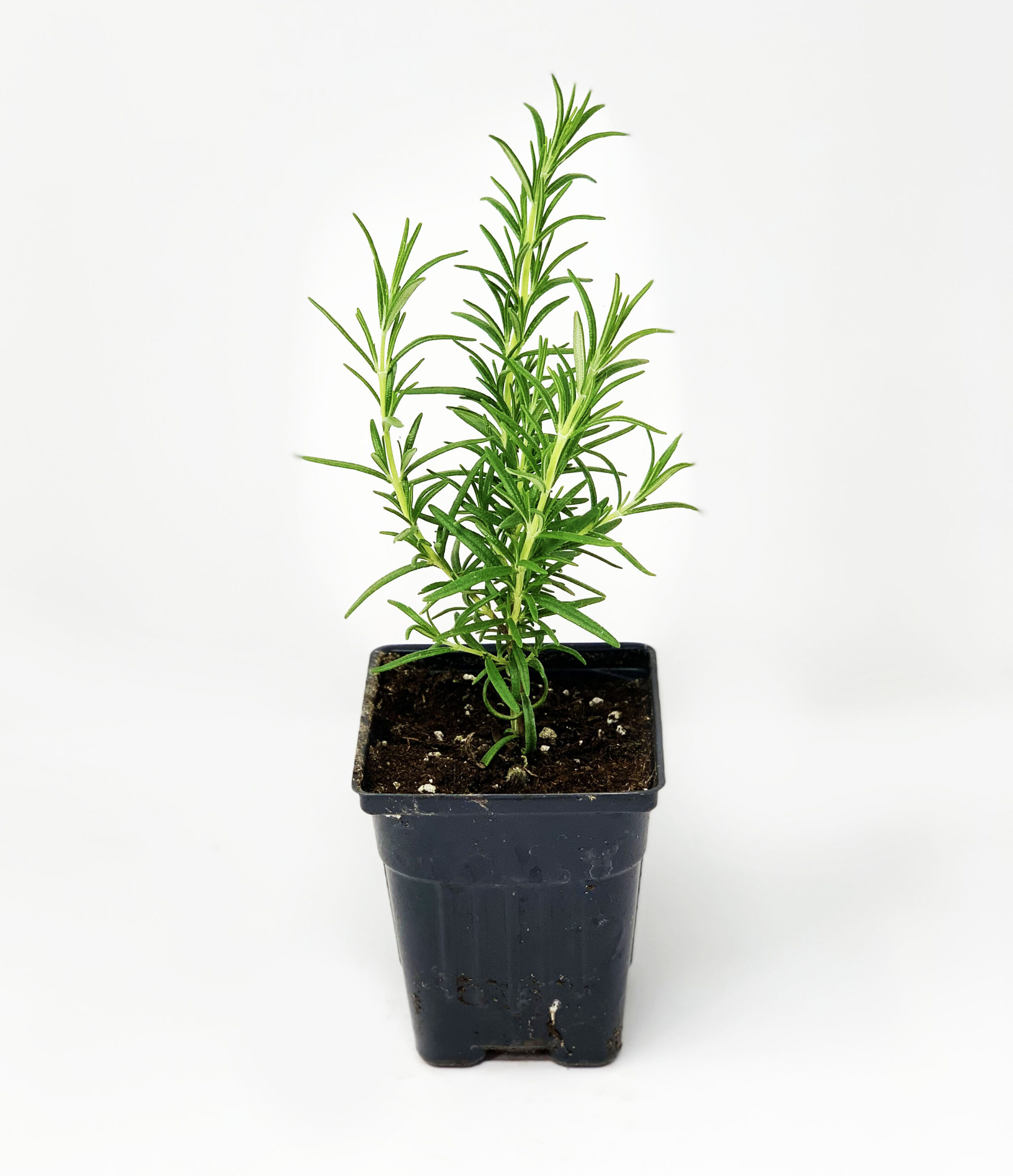Romarin - Rosemary