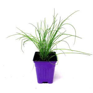 Chives