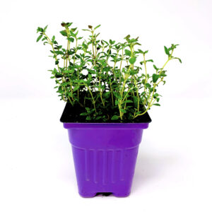 English Thyme