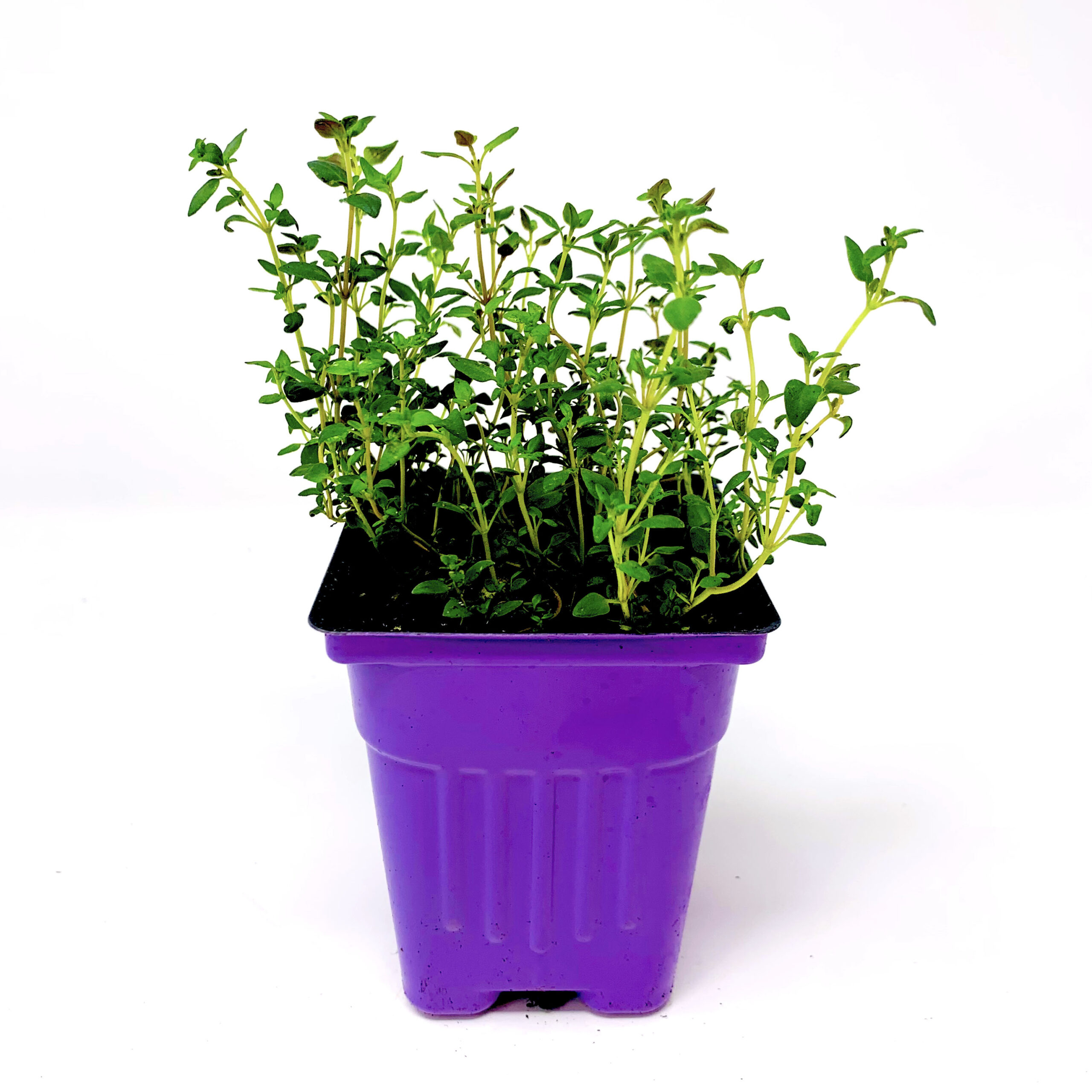 English Thyme