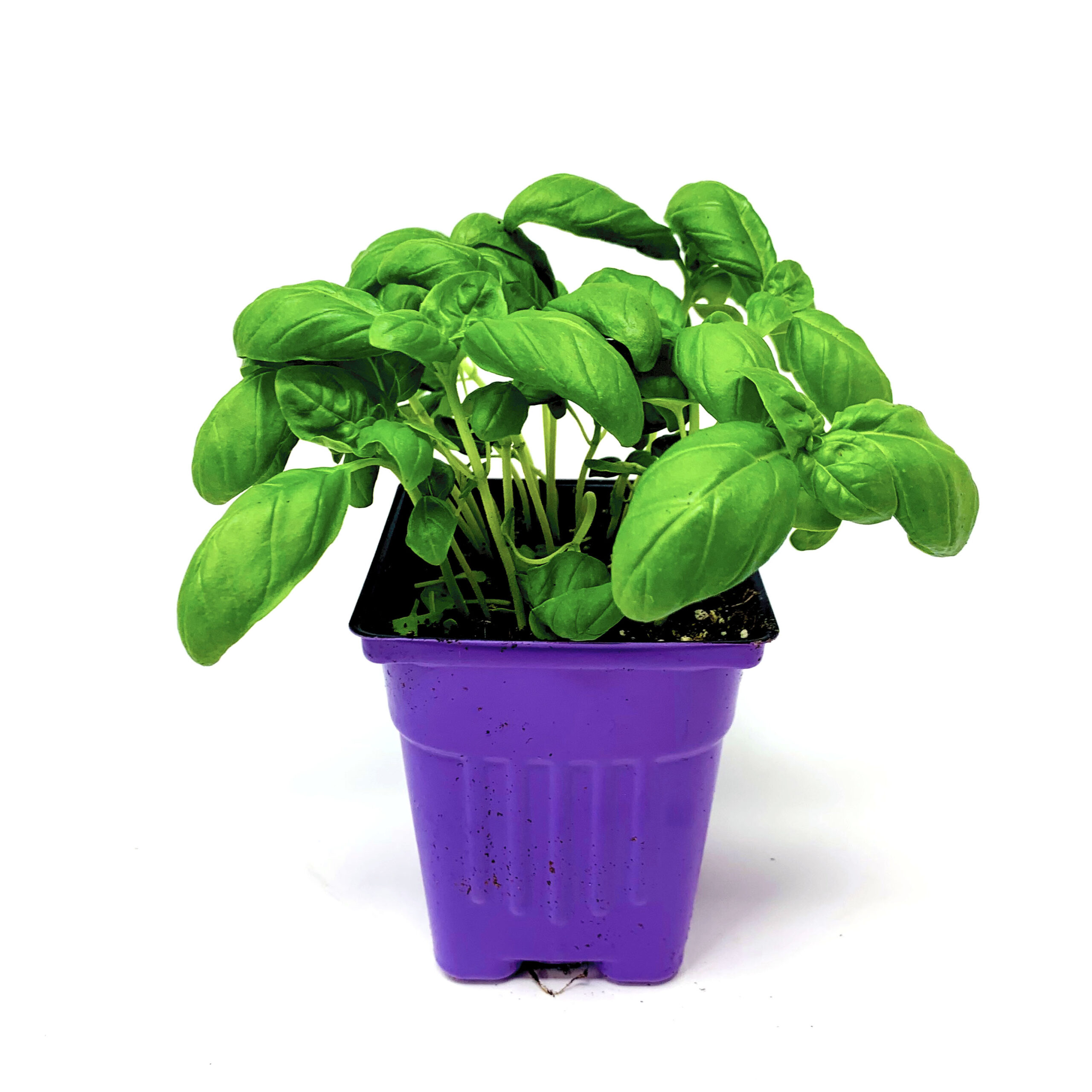 Basilic Vert - Green Basil