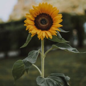 Tournesol - Sunflower