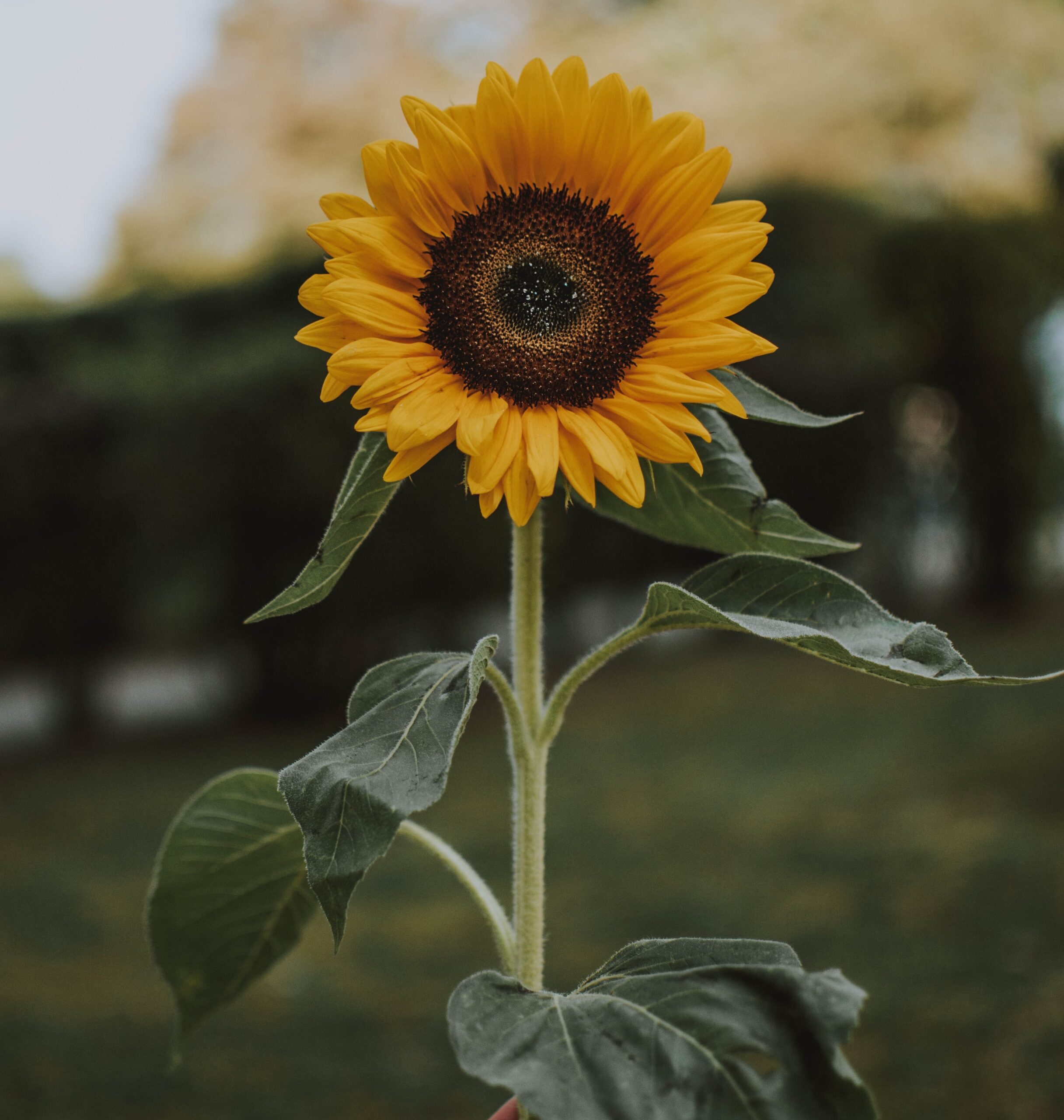 Tournesol - Sunflower