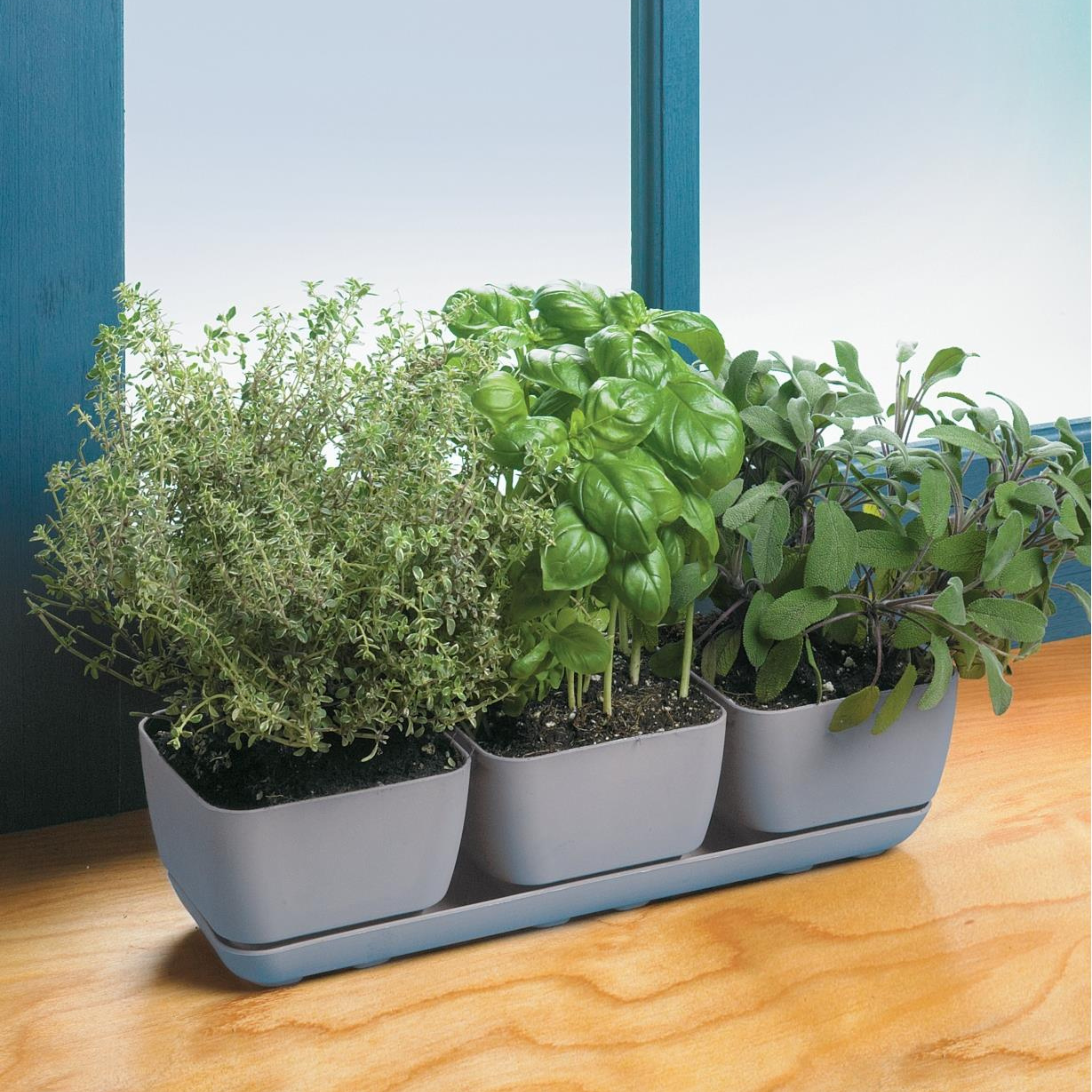 Basilic Vert - Green Basil – Image 2