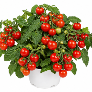 Tomate Cerise Rouge Naine - Dwarf Red Cherry Tomato