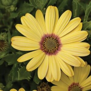 Marguerite Africaine - African Daisy