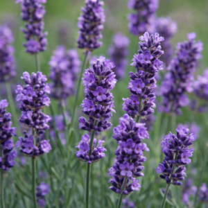 Lavande (Vivance) - Lavender (Perennial)