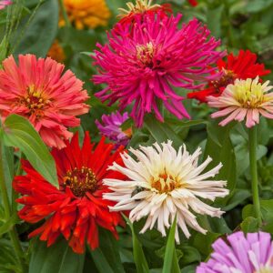 Zinnia Cactus - Cactus Zinnia