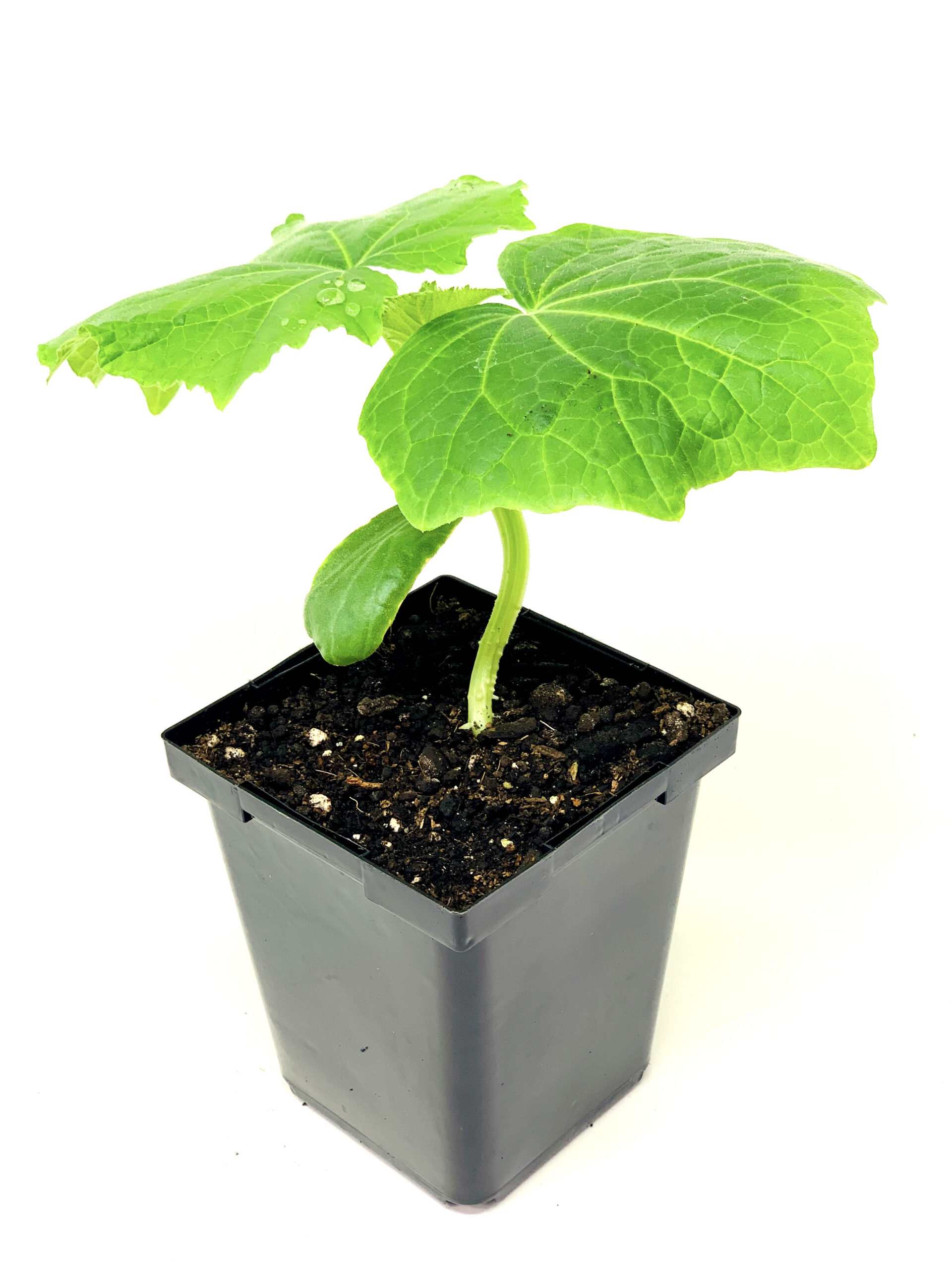 Concombre Libanais - Lebanese Cucumber – Image 2