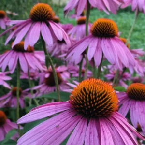 Échinacée Pourpre (Vivace) - Purple Coneflower (Perennial)