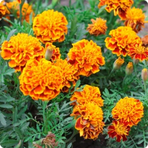 Œillet d’Inde - French Marigold