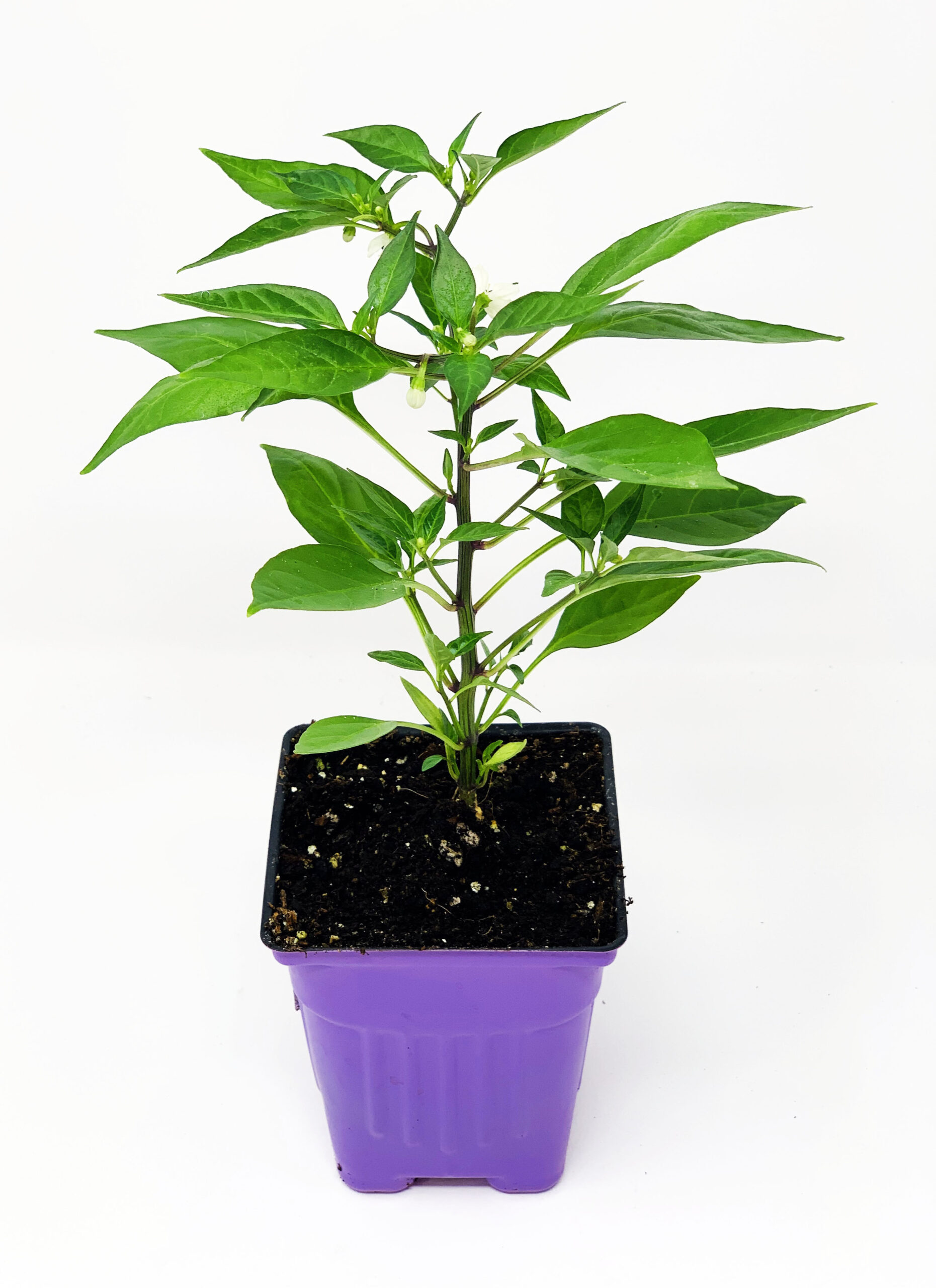 Piment Thaï - Thai Pepper - Image 2