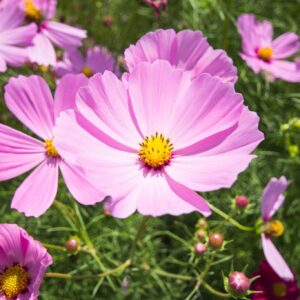 Cosmos Rose ‘Sensation Pink’ - Cosmos Sensation Pink
