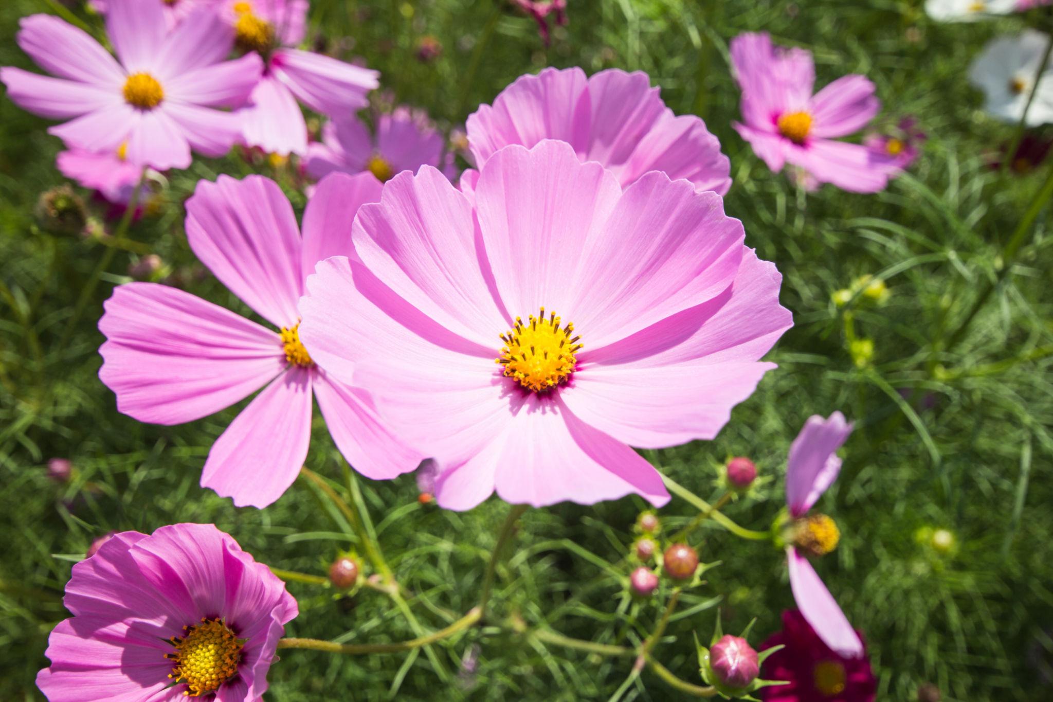 Cosmos Rose ‘Sensation Pink’ - Cosmos Sensation Pink