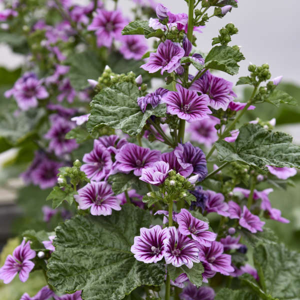 Mauve Zébrina (Vivace) - Malva Zebrina (Perennial)