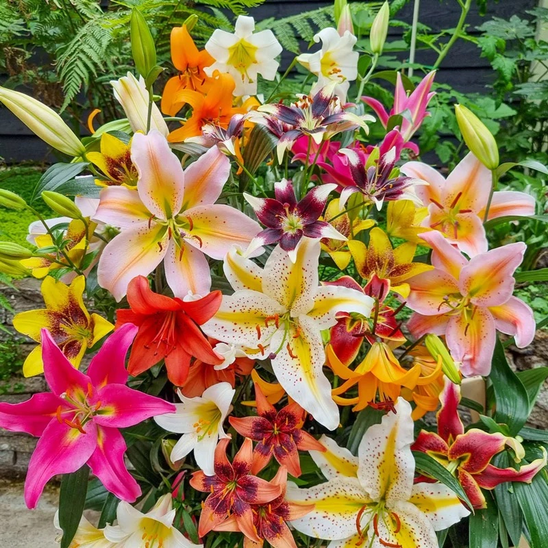 Lilium (Vivance) - Lily (Perennials) - Image 3
