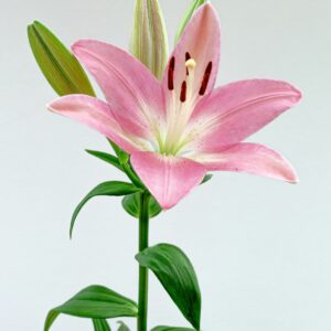Lilium (Vivance) - Lily (Perennials)