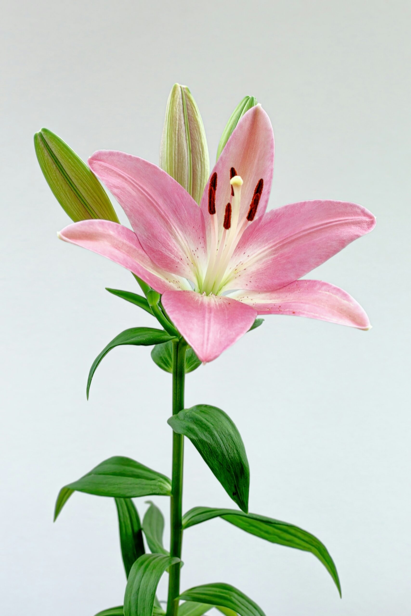Lilium (Vivance) - Lily (Perennials)