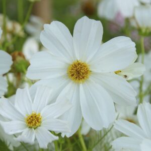 Cosmos blanc ‘Sensation White’ - Cosmos Sensation White