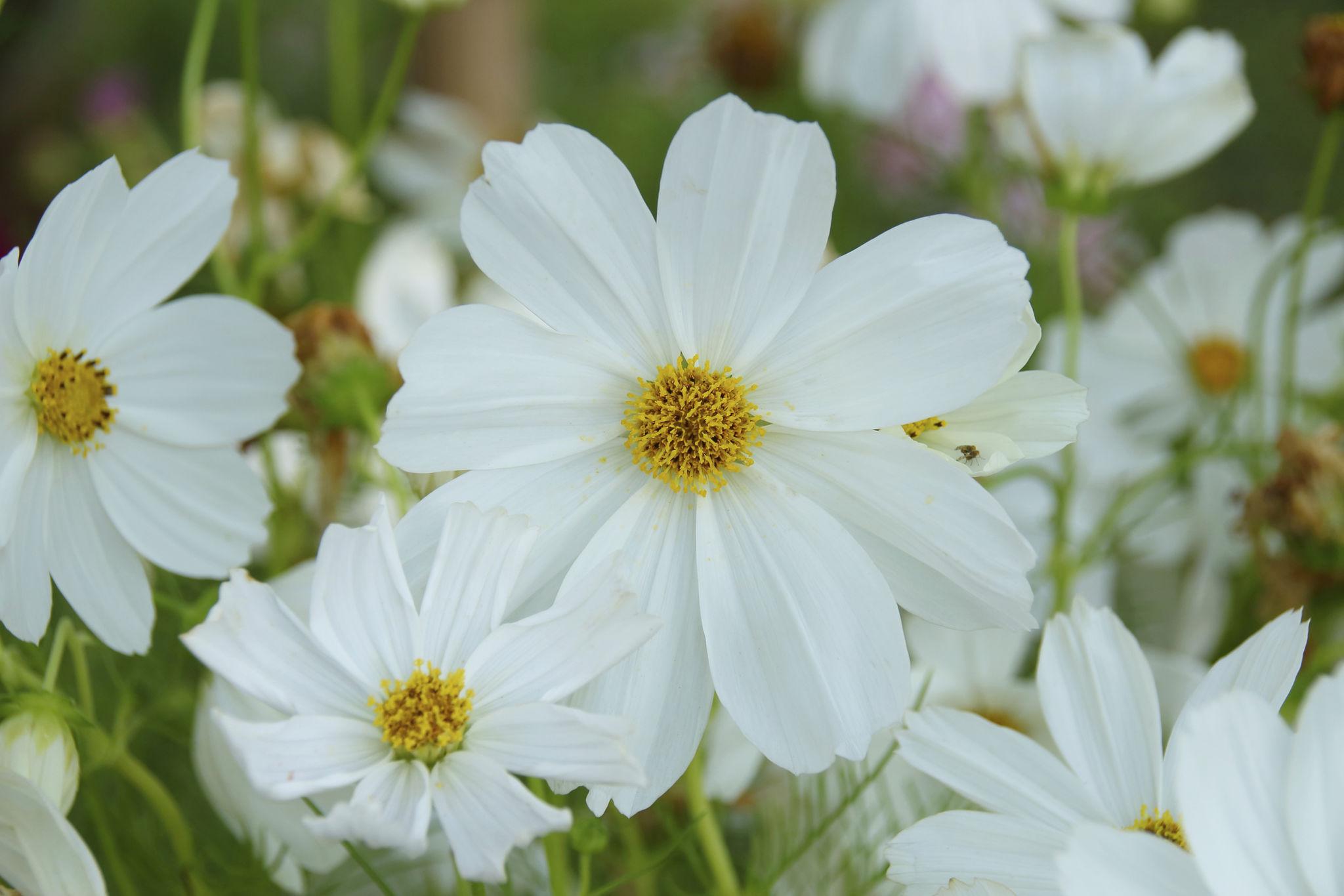 Cosmos blanc ‘Sensation White’ - Cosmos Sensation White
