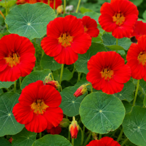 Capucine (Rouge) - Nasturtium (Red)