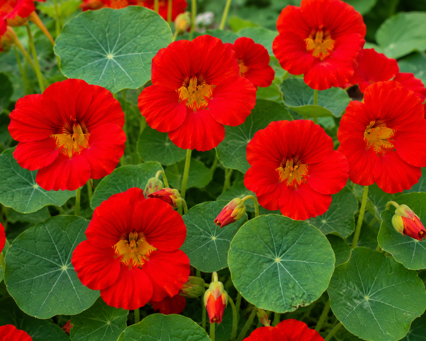 Capucine (Rouge) - Nasturtium (Red)