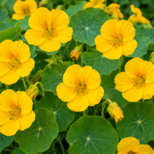 Capucine (Jaune) - Nasturtium (Yellow)