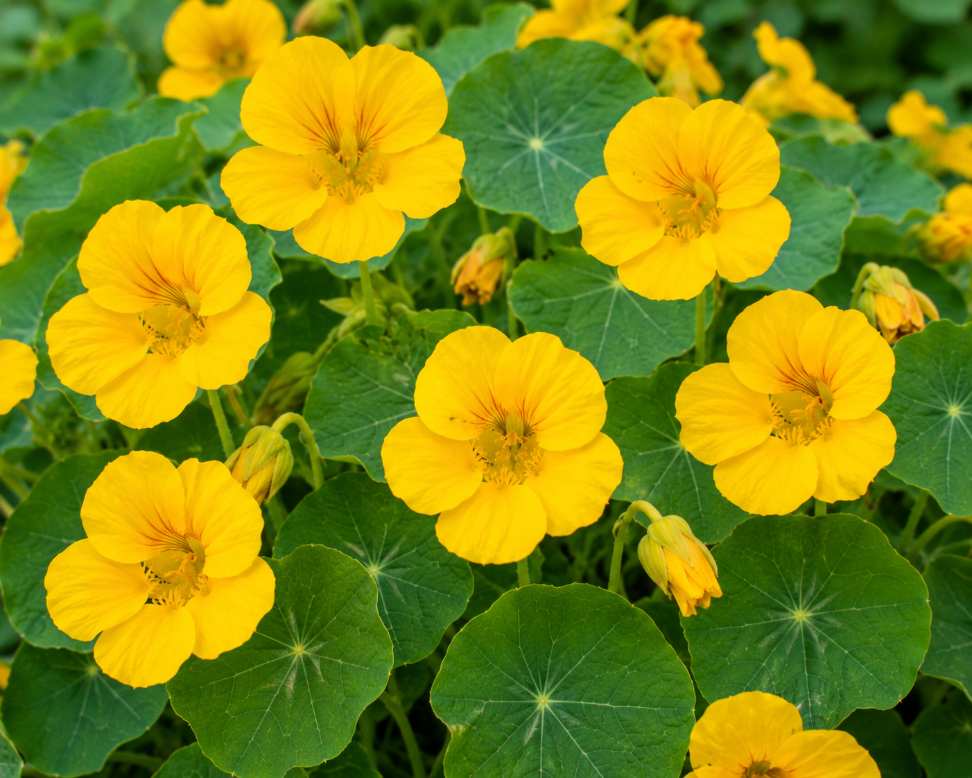 Capucine (Jaune) - Nasturtium (Yellow)