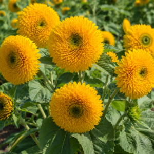 Tournesol Sungold - Sungold Sunflower